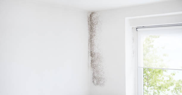 Why You Should Choose Our Mold Remediation Services in Westhaven Moonstone, CA